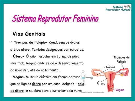 baginas|Vagina: características, sistema reprodutor feminino